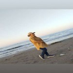 تصویر پروفایل فرزانه
