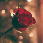 قم زن صیغه دارد؟