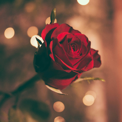 رفتن به قم زن صیغه